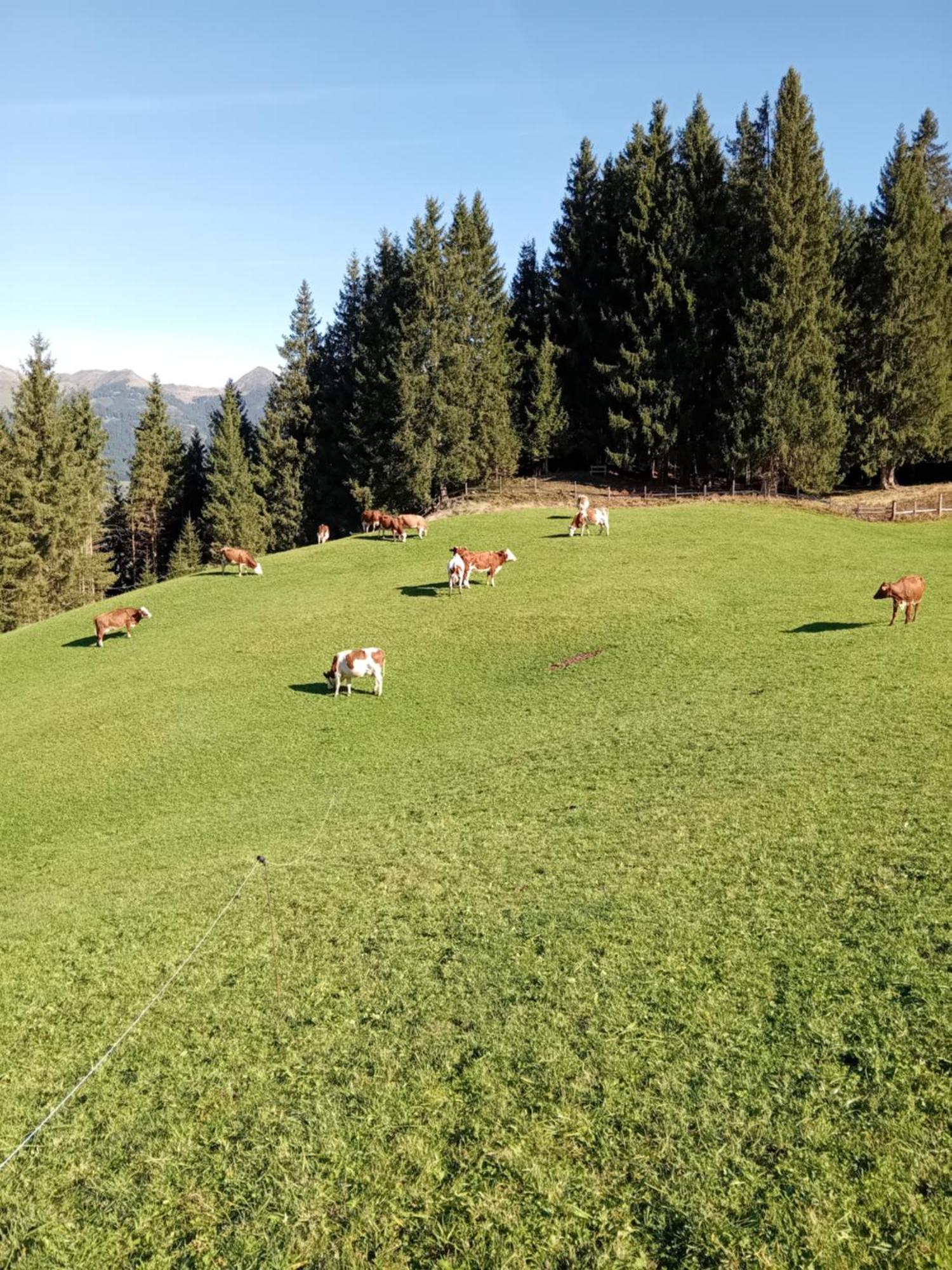 Ferienhaus Hochwimmer Hollersbach im Pinzgau Exterior foto